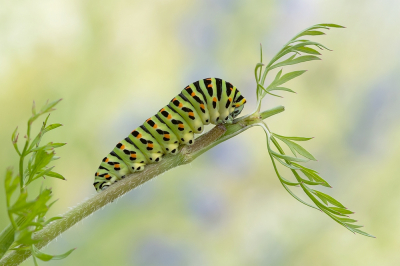 <i class='fa fa-user'></i>&nbsp;Johan van Gurp&nbsp;|  Koninginnenpage&nbsp; <i class='fa fa-eye'>&nbsp;116</i> &nbsp;<i class='fa fa-thumbs-up'>&nbsp;17</i> &nbsp; <i class='fa fa-comment-o'>&nbsp;8</i>