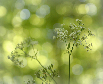 <i class='fa fa-user'></i>&nbsp;Nel R&nbsp;|  Fluitenkruid&nbsp; <i class='fa fa-eye'>&nbsp;72</i> &nbsp;<i class='fa fa-thumbs-up'>&nbsp;3</i> &nbsp; <i class='fa fa-comment-o'>&nbsp;6</i>