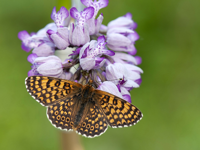 <i class='fa fa-user'></i>&nbsp;Mignon-Creative&nbsp;|  Veldparelmoervlinder&nbsp; <i class='fa fa-eye'>&nbsp;95</i> &nbsp;<i class='fa fa-thumbs-up'>&nbsp;6</i> &nbsp; <i class='fa fa-comment-o'>&nbsp;1</i>