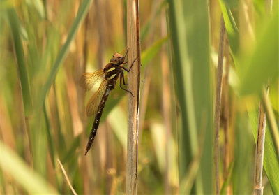 <i class='fa fa-user'></i>&nbsp;Jelle Bakker&nbsp;|  Bruine Glazenmaker&nbsp; <i class='fa fa-eye'>&nbsp;82</i> &nbsp;<i class='fa fa-thumbs-up'>&nbsp;3</i> &nbsp; <i class='fa fa-comment-o'>&nbsp;0</i>