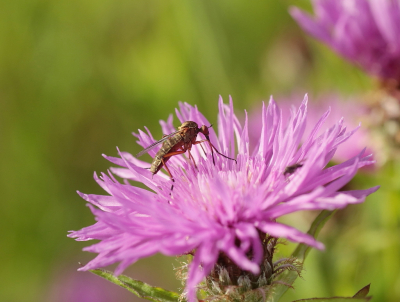 <i class='fa fa-user'></i>&nbsp;rixte&nbsp;|  Akkerdisteldansvlieg&nbsp; <i class='fa fa-eye'>&nbsp;41</i> &nbsp;<i class='fa fa-thumbs-up'>&nbsp;1</i> &nbsp; <i class='fa fa-comment-o'>&nbsp;0</i>