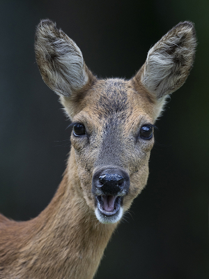 <i class='fa fa-user'></i>&nbsp;Luc Meert&nbsp;|  Ree&nbsp; <i class='fa fa-eye'>&nbsp;105</i> &nbsp;<i class='fa fa-thumbs-up'>&nbsp;2</i> &nbsp; <i class='fa fa-comment-o'>&nbsp;1</i>