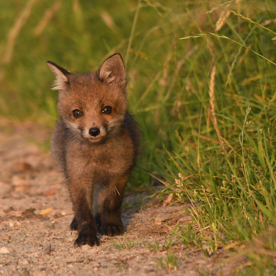 <i class='fa fa-user'></i>&nbsp;Eric Gibcus&nbsp;|  Vos&nbsp; <i class='fa fa-eye'>&nbsp;122</i> &nbsp;<i class='fa fa-thumbs-up'>&nbsp;4</i> &nbsp; <i class='fa fa-comment-o'>&nbsp;4</i>