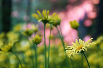 <i class='fa fa-user'></i>&nbsp;hesterb&nbsp;|  Kaukasische Voorjaarszonnebloem&nbsp; <i class='fa fa-eye'>&nbsp;77</i> &nbsp; <i class='fa fa-comment-o'>&nbsp;9</i>