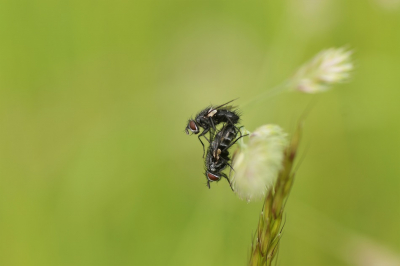 <i class='fa fa-user'></i>&nbsp;Jelle Bakker&nbsp;|  Sluipvlieg sp.&nbsp; <i class='fa fa-eye'>&nbsp;53</i> &nbsp;<i class='fa fa-thumbs-up'>&nbsp;2</i> &nbsp; <i class='fa fa-comment-o'>&nbsp;2</i>