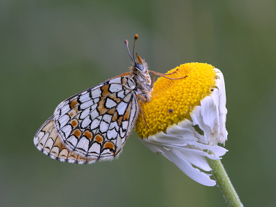 <i class='fa fa-user'></i>&nbsp;Mignon-Creative&nbsp;|  Spaanse Parelmoervlinder&nbsp; <i class='fa fa-eye'>&nbsp;88</i> &nbsp;<i class='fa fa-thumbs-up'>&nbsp;9</i> &nbsp; <i class='fa fa-comment-o'>&nbsp;3</i>