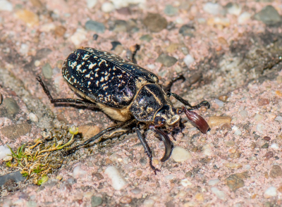 <i class='fa fa-user'></i>&nbsp;pietwil&nbsp;|  Julikever&nbsp; <i class='fa fa-eye'>&nbsp;90</i> &nbsp;<i class='fa fa-thumbs-up'>&nbsp;1</i> &nbsp; <i class='fa fa-comment-o'>&nbsp;3</i>