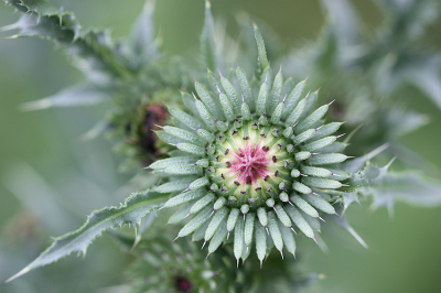 <i class='fa fa-user'></i>&nbsp;Paul Vandebroek&nbsp;|  Langstekelige Distel&nbsp; <i class='fa fa-eye'>&nbsp;67</i> &nbsp;<i class='fa fa-thumbs-up'>&nbsp;5</i> &nbsp; <i class='fa fa-comment-o'>&nbsp;10</i>