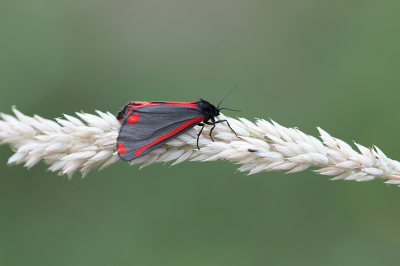 <i class='fa fa-user'></i>&nbsp;Paul Vandebroek&nbsp;|  Sint-jacobsvlinder&nbsp; <i class='fa fa-eye'>&nbsp;54</i> &nbsp;<i class='fa fa-thumbs-up'>&nbsp;4</i> &nbsp; <i class='fa fa-comment-o'>&nbsp;4</i>