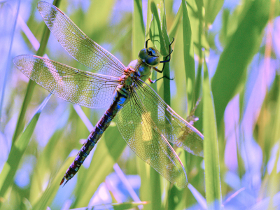 <i class='fa fa-user'></i>&nbsp;janvangastel&nbsp;|  Grote Keizerlibel&nbsp; <i class='fa fa-eye'>&nbsp;65</i> &nbsp; <i class='fa fa-comment-o'>&nbsp;0</i>