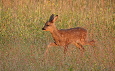 <i class='fa fa-user'></i>&nbsp;nelappelmelk&nbsp;|  Ree&nbsp; <i class='fa fa-eye'>&nbsp;91</i> &nbsp;<i class='fa fa-thumbs-up'>&nbsp;4</i> &nbsp; <i class='fa fa-comment-o'>&nbsp;4</i>