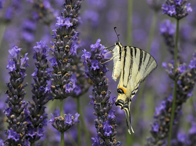 <i class='fa fa-user'></i>&nbsp;Mignon-Creative&nbsp;|  Koningspage&nbsp; <i class='fa fa-eye'>&nbsp;74</i> &nbsp;<i class='fa fa-thumbs-up'>&nbsp;4</i> &nbsp; <i class='fa fa-comment-o'>&nbsp;3</i>