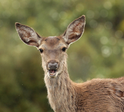 <i class='fa fa-user'></i>&nbsp;Meindert&nbsp;|  Edelhert&nbsp; <i class='fa fa-eye'>&nbsp;67</i> &nbsp; <i class='fa fa-comment-o'>&nbsp;0</i>