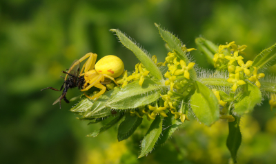 <i class='fa fa-user'></i>&nbsp;Robert Rodenburg&nbsp;|  Gewone Kameleonspin & Kruisbladwalstro&nbsp; <i class='fa fa-eye'>&nbsp;73</i> &nbsp;<i class='fa fa-thumbs-up'>&nbsp;3</i> &nbsp; <i class='fa fa-comment-o'>&nbsp;3</i>