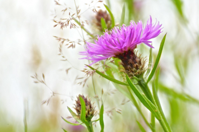 <i class='fa fa-user'></i>&nbsp;hesterb&nbsp;|  Knoopkruid&nbsp; <i class='fa fa-eye'>&nbsp;61</i> &nbsp;<i class='fa fa-thumbs-up'>&nbsp;1</i> &nbsp; <i class='fa fa-comment-o'>&nbsp;3</i>