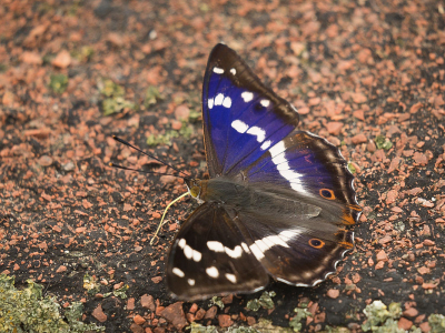 <i class='fa fa-user'></i>&nbsp;Truus Aletta Maan&nbsp;|  Grote Weerschijnvlinder&nbsp; <i class='fa fa-eye'>&nbsp;120</i> &nbsp;<i class='fa fa-thumbs-up'>&nbsp;10</i> &nbsp; <i class='fa fa-comment-o'>&nbsp;6</i>