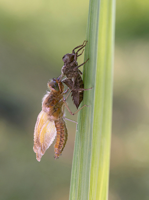 <i class='fa fa-user'></i>&nbsp;Mignon-Creative&nbsp;|  Bruine Korenbout&nbsp; <i class='fa fa-eye'>&nbsp;57</i> &nbsp;<i class='fa fa-thumbs-up'>&nbsp;5</i> &nbsp; <i class='fa fa-comment-o'>&nbsp;2</i>