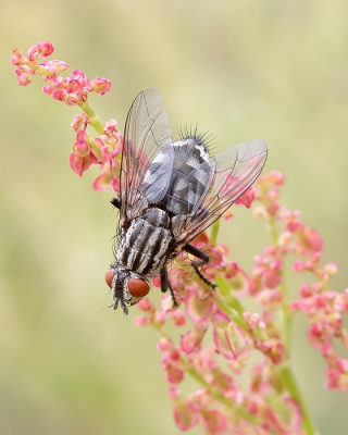 <i class='fa fa-user'></i>&nbsp;Johan van Gurp&nbsp;|  Dambordvlieg sp.&nbsp; <i class='fa fa-eye'>&nbsp;53</i> &nbsp;<i class='fa fa-thumbs-up'>&nbsp;3</i> &nbsp; <i class='fa fa-comment-o'>&nbsp;3</i>