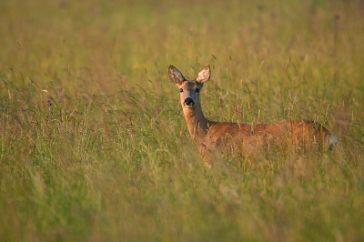 <i class='fa fa-user'></i>&nbsp;Eric Gibcus&nbsp;|  Ree&nbsp; <i class='fa fa-eye'>&nbsp;54</i> &nbsp; <i class='fa fa-comment-o'>&nbsp;0</i>