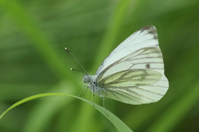 Tussen de libellendrukte ook nog af en toe een vlinder kunnen fotograferen waaronder dit witje. Helaas nog geen bijzondere soorten gevonden zoals de Zilveren Maan of Grote Vuurvlinder die ik in dit deel van de Weerribben al jaren niet meer ben tegengekomen.