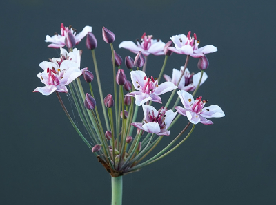 <i class='fa fa-user'></i>&nbsp;Ben Aalders&nbsp;|  Zwanenbloem&nbsp; <i class='fa fa-eye'>&nbsp;58</i> &nbsp;<i class='fa fa-thumbs-up'>&nbsp;2</i> &nbsp; <i class='fa fa-comment-o'>&nbsp;4</i>