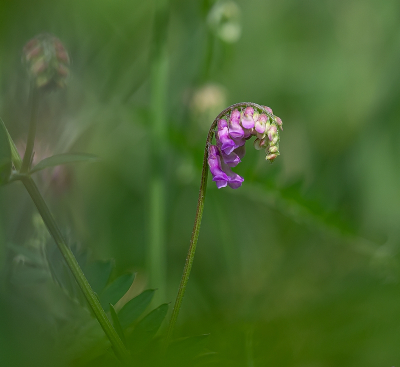 <i class='fa fa-user'></i>&nbsp;Tim Oord&nbsp;|  Vogelwikke&nbsp; <i class='fa fa-eye'>&nbsp;52</i> &nbsp; <i class='fa fa-comment-o'>&nbsp;1</i>