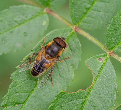 <i class='fa fa-user'></i>&nbsp;Tim Oord&nbsp;|  Kegelbijvlieg&nbsp; <i class='fa fa-eye'>&nbsp;45</i> &nbsp;<i class='fa fa-thumbs-up'>&nbsp;1</i> &nbsp; <i class='fa fa-comment-o'>&nbsp;0</i>