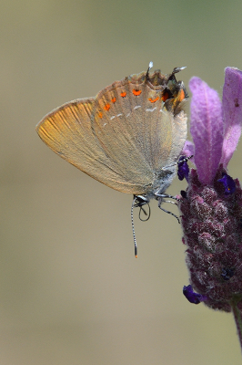 <i class='fa fa-user'></i>&nbsp;josephine&nbsp;|  Spaanse Eikenpage&nbsp; <i class='fa fa-eye'>&nbsp;78</i> &nbsp;<i class='fa fa-thumbs-up'>&nbsp;4</i> &nbsp; <i class='fa fa-comment-o'>&nbsp;6</i>