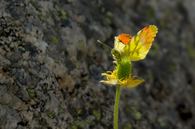 <i class='fa fa-user'></i>&nbsp;josephine&nbsp;|  Geel Oranjetipje&nbsp; <i class='fa fa-eye'>&nbsp;78</i> &nbsp; <i class='fa fa-comment-o'>&nbsp;3</i>