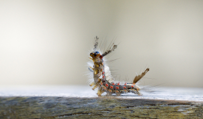 <i class='fa fa-user'></i>&nbsp;Ties Niehof&nbsp;|  Witvlakvlinder&nbsp; <i class='fa fa-eye'>&nbsp;123</i> &nbsp;<i class='fa fa-thumbs-up'>&nbsp;11</i> &nbsp; <i class='fa fa-comment-o'>&nbsp;12</i>