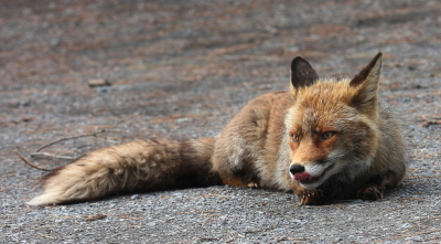 <i class='fa fa-user'></i>&nbsp;Meindert&nbsp;|  Vos&nbsp; <i class='fa fa-eye'>&nbsp;121</i> &nbsp; <i class='fa fa-comment-o'>&nbsp;1</i>