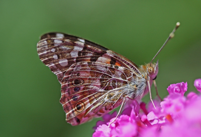 <i class='fa fa-user'></i>&nbsp;Cor&nbsp;|  Distelvlinder&nbsp; <i class='fa fa-eye'>&nbsp;76</i> &nbsp;<i class='fa fa-thumbs-up'>&nbsp;6</i> &nbsp; <i class='fa fa-comment-o'>&nbsp;6</i>