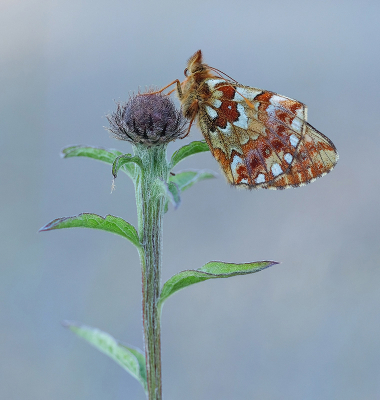 <i class='fa fa-user'></i>&nbsp;Jurgen Maassen&nbsp;|  Veenbesparelmoervlinder&nbsp; <i class='fa fa-eye'>&nbsp;104</i> &nbsp;<i class='fa fa-thumbs-up'>&nbsp;10</i> &nbsp; <i class='fa fa-comment-o'>&nbsp;10</i>