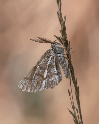 <i class='fa fa-user'></i>&nbsp;Johan van Gurp&nbsp;|  Dennenspanner&nbsp; <i class='fa fa-eye'>&nbsp;75</i> &nbsp;<i class='fa fa-thumbs-up'>&nbsp;11</i> &nbsp; <i class='fa fa-comment-o'>&nbsp;6</i>