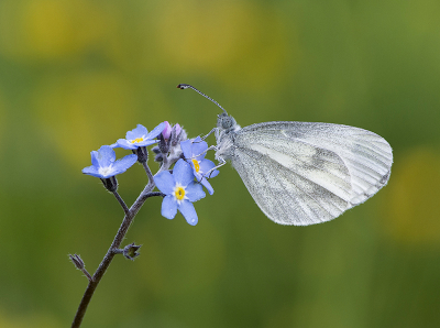 <i class='fa fa-user'></i>&nbsp;Mignon-Creative&nbsp;|  Boswitje&nbsp; <i class='fa fa-eye'>&nbsp;65</i> &nbsp;<i class='fa fa-thumbs-up'>&nbsp;9</i> &nbsp; <i class='fa fa-comment-o'>&nbsp;2</i>