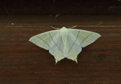 <i class='fa fa-user'></i>&nbsp;Ad Sprang&nbsp;|  Vliervlinder&nbsp; <i class='fa fa-eye'>&nbsp;103</i> &nbsp;<i class='fa fa-thumbs-up'>&nbsp;8</i> &nbsp; <i class='fa fa-comment-o'>&nbsp;9</i>