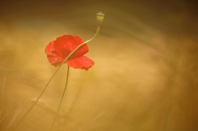 <i class='fa fa-user'></i>&nbsp;Pieter  LJ&nbsp;|  Grote Klaproos&nbsp; <i class='fa fa-eye'>&nbsp;78</i> &nbsp;<i class='fa fa-thumbs-up'>&nbsp;4</i> &nbsp; <i class='fa fa-comment-o'>&nbsp;2</i>