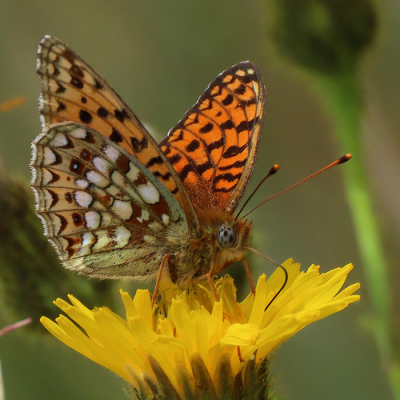 <i class='fa fa-user'></i>&nbsp;A. Soeting&nbsp;|  Duinparelmoervlinder&nbsp; <i class='fa fa-eye'>&nbsp;63</i> &nbsp;<i class='fa fa-thumbs-up'>&nbsp;2</i> &nbsp; <i class='fa fa-comment-o'>&nbsp;3</i>