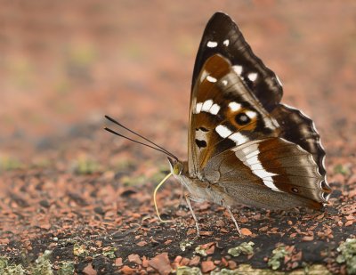 <i class='fa fa-user'></i>&nbsp;Truus Aletta Maan&nbsp;|  Grote Weerschijnvlinder&nbsp; <i class='fa fa-eye'>&nbsp;89</i> &nbsp;<i class='fa fa-thumbs-up'>&nbsp;10</i> &nbsp; <i class='fa fa-comment-o'>&nbsp;7</i>