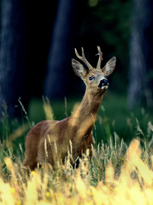 <i class='fa fa-user'></i>&nbsp;robert-jan&nbsp;|  Ree&nbsp; <i class='fa fa-eye'>&nbsp;86</i> &nbsp; <i class='fa fa-comment-o'>&nbsp;3</i>