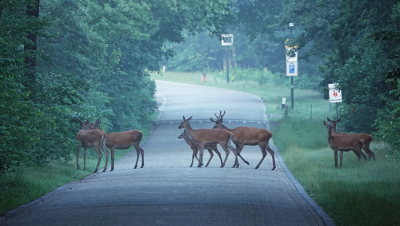 <i class='fa fa-user'></i>&nbsp;nelappelmelk&nbsp;|  Edelhert&nbsp; <i class='fa fa-eye'>&nbsp;115</i> &nbsp;<i class='fa fa-thumbs-up'>&nbsp;1</i> &nbsp; <i class='fa fa-comment-o'>&nbsp;6</i>