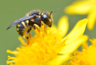 <i class='fa fa-user'></i>&nbsp;Josh_Rozema&nbsp;|  Kleine Harsbij&nbsp; <i class='fa fa-eye'>&nbsp;55</i> &nbsp; <i class='fa fa-comment-o'>&nbsp;1</i>