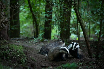 <i class='fa fa-user'></i>&nbsp;Jacob-Carl Pauw&nbsp;|  Das&nbsp; <i class='fa fa-eye'>&nbsp;152</i> &nbsp;<i class='fa fa-thumbs-up'>&nbsp;2</i> &nbsp; <i class='fa fa-comment-o'>&nbsp;5</i>