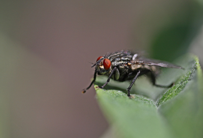 <i class='fa fa-user'></i>&nbsp;Cor&nbsp;|  Grijze Vleesvlieg&nbsp; <i class='fa fa-eye'>&nbsp;57</i> &nbsp;<i class='fa fa-thumbs-up'>&nbsp;2</i> &nbsp; <i class='fa fa-comment-o'>&nbsp;4</i>