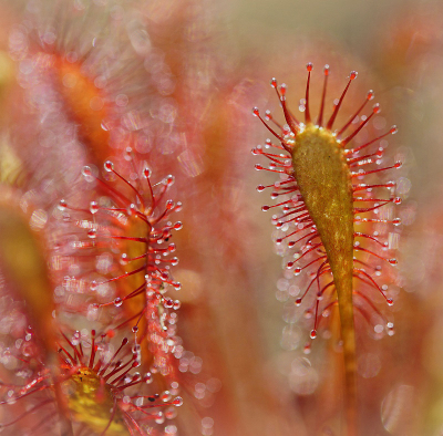 <i class='fa fa-user'></i>&nbsp;Nel R&nbsp;|  Kleine Zonnedauw&nbsp; <i class='fa fa-eye'>&nbsp;65</i> &nbsp;<i class='fa fa-thumbs-up'>&nbsp;9</i> &nbsp; <i class='fa fa-comment-o'>&nbsp;2</i>