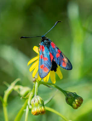 <i class='fa fa-user'></i>&nbsp;pietwil&nbsp;|  Sint-jansvlinder&nbsp; <i class='fa fa-eye'>&nbsp;52</i> &nbsp; <i class='fa fa-comment-o'>&nbsp;1</i>