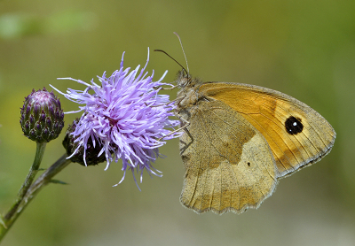 <i class='fa fa-user'></i>&nbsp;Mignon-Creative&nbsp;|  Bruin Zandoogje&nbsp; <i class='fa fa-eye'>&nbsp;76</i> &nbsp;<i class='fa fa-thumbs-up'>&nbsp;8</i> &nbsp; <i class='fa fa-comment-o'>&nbsp;4</i>