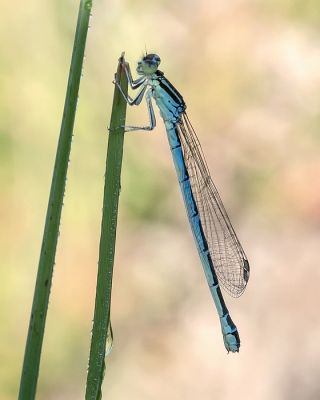 <i class='fa fa-user'></i>&nbsp;Johan van Gurp&nbsp;|  Gaffelwaterjuffer&nbsp; <i class='fa fa-eye'>&nbsp;61</i> &nbsp;<i class='fa fa-thumbs-up'>&nbsp;3</i> &nbsp; <i class='fa fa-comment-o'>&nbsp;6</i>