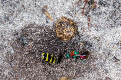 <i class='fa fa-user'></i>&nbsp;Louis56&nbsp;|  Hedychrum niemelai&nbsp; <i class='fa fa-eye'>&nbsp;93</i> &nbsp; <i class='fa fa-comment-o'>&nbsp;2</i>