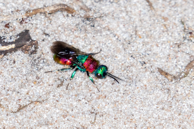 <i class='fa fa-user'></i>&nbsp;Louis56&nbsp;|  Hedychrum niemelai&nbsp; <i class='fa fa-eye'>&nbsp;81</i> &nbsp; <i class='fa fa-comment-o'>&nbsp;3</i>